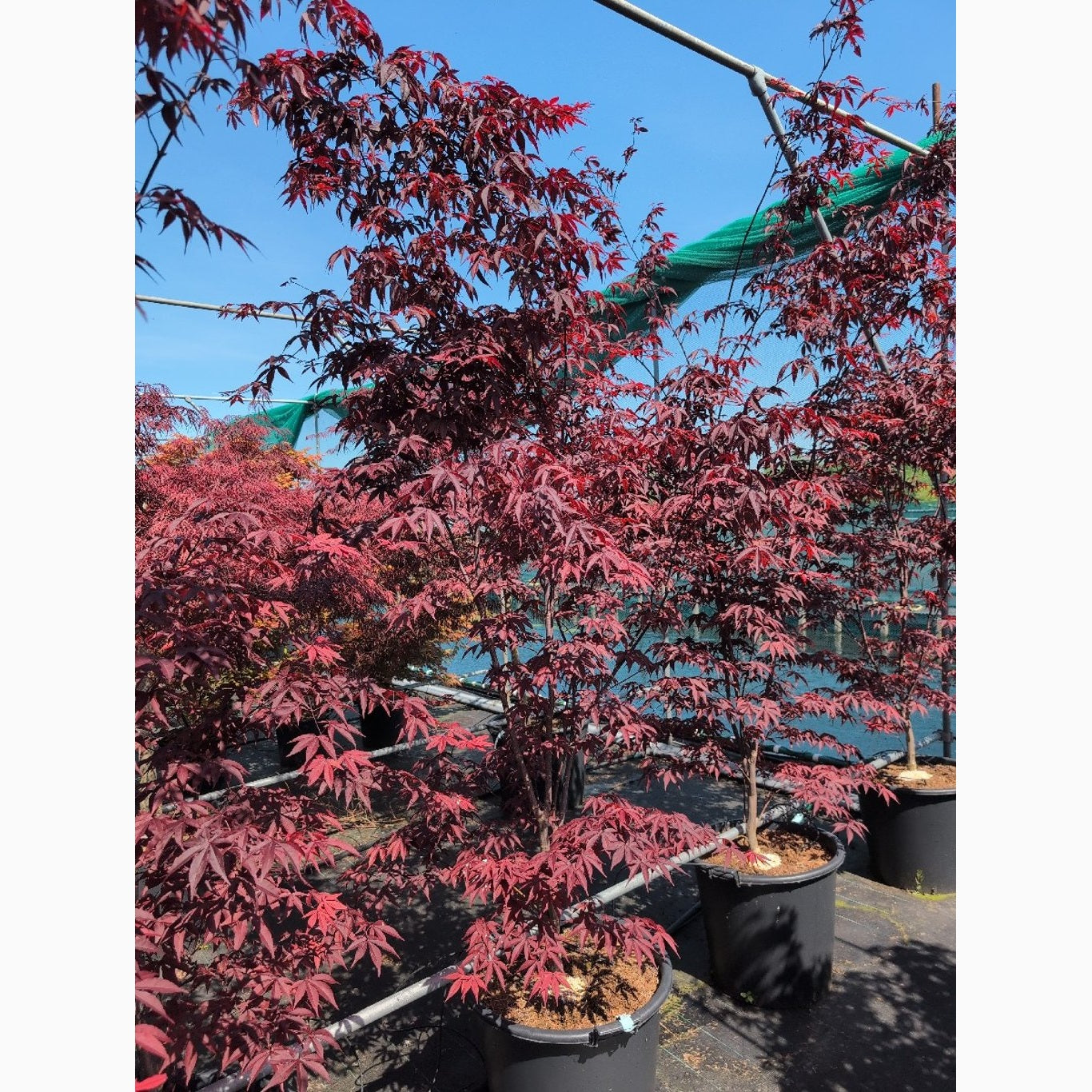 Japansk lönn – Acer pal. 'Red Emperor' - C70 175-200 CM